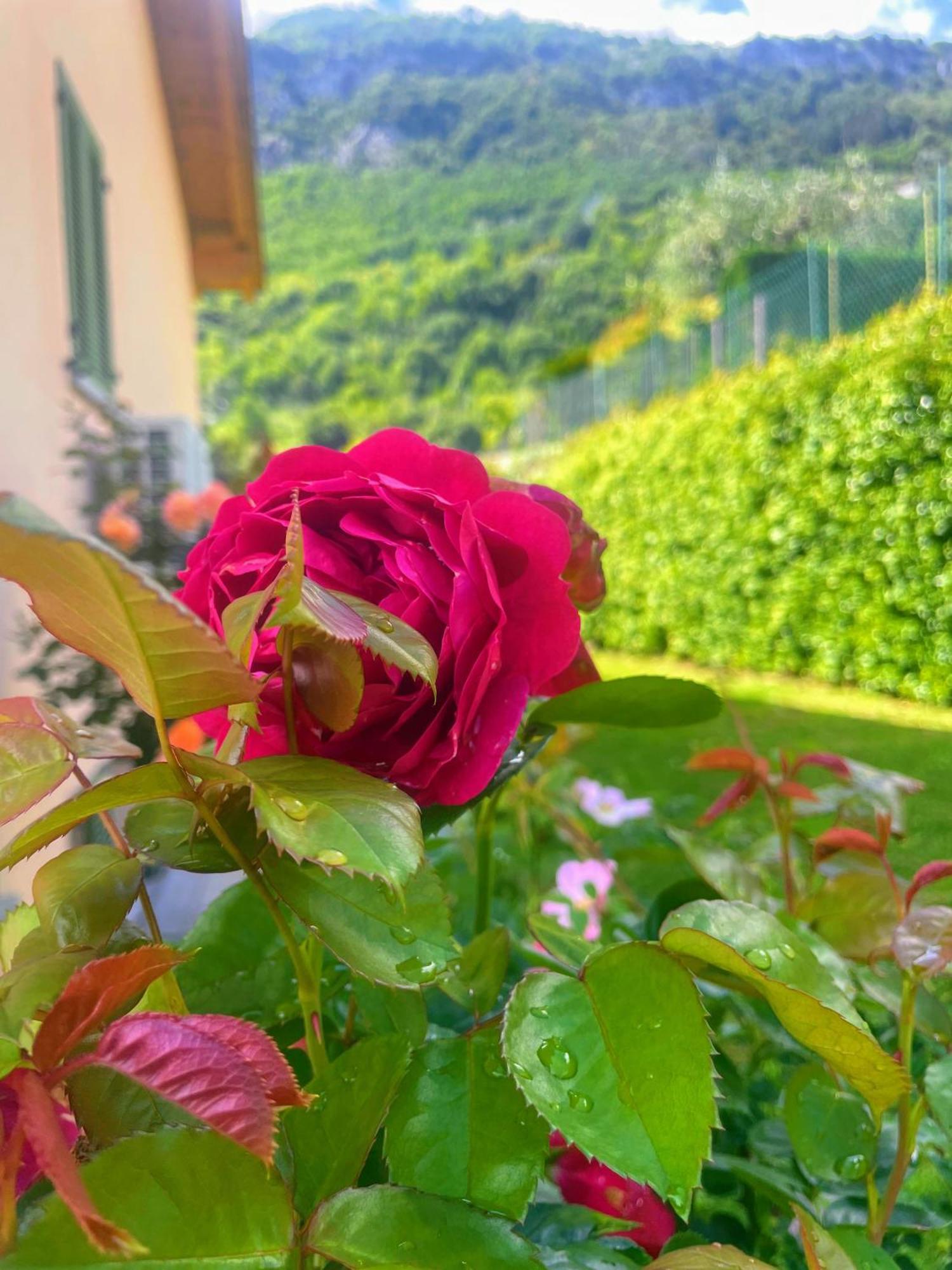 Comacina Villa 科莫 外观 照片