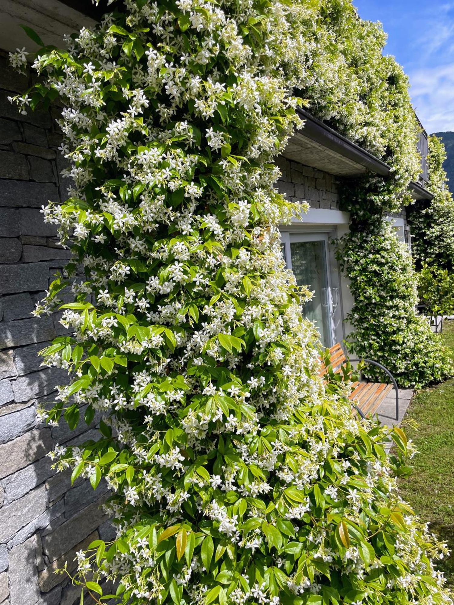 Comacina Villa 科莫 外观 照片